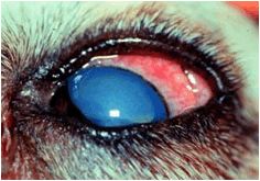 hirtelen jelentkező szemnyomás-emelkedés kutya szemén